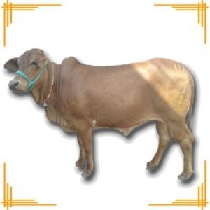 Live Sahiwal Bull