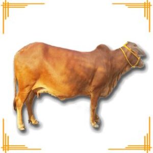 Live Sahiwal Cow