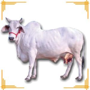 Live Tharparkar Cow