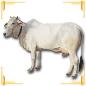 Live Tharparkar Cow