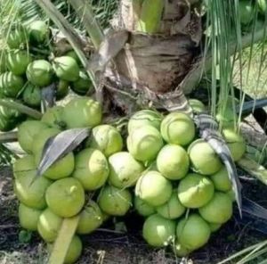 Green Dwarf Coconut Plants