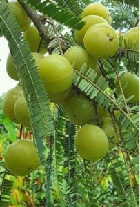 Amla Plants