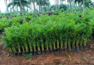 Areca Palm Plants