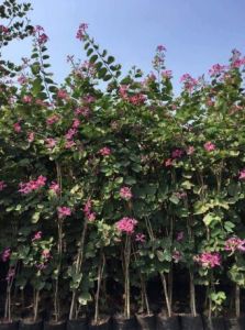 Bahuniya Plants