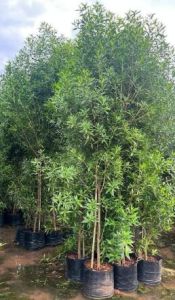 Conocarpus Plant