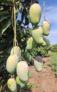 Kesar Mango Plants