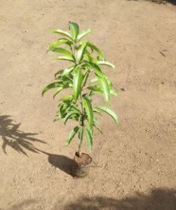 Kesar Mango Plants