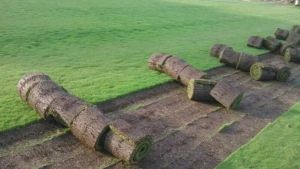 Lawn Grass