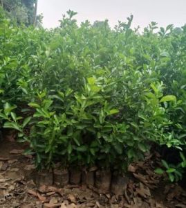 Lemon Plants