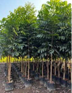 Mahogany Plants