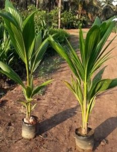 Maleshiyan Green Dwarf Coconut Plants