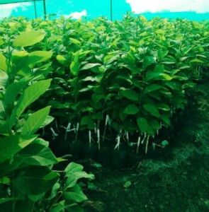 N M K Sitafal Plants
