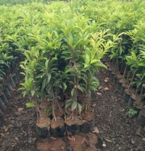 Sapota Plants