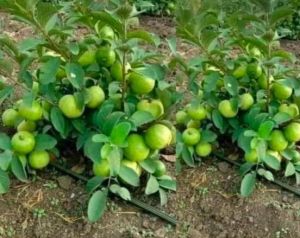 Taiwan Pink Guava Plants