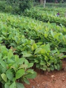 Teak Plants