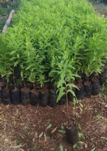 White Chandan Plants