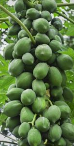 Fresh Green Papaya