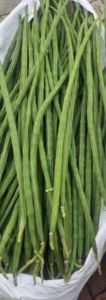 Fresh Green Drumstick