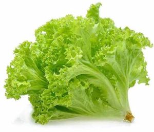A Grade Fresh Green Lollo