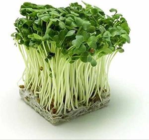 A Grade Fresh Raddish Microgreen