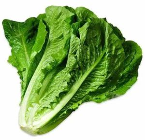 A Grade Fresh Romaine Lettuce