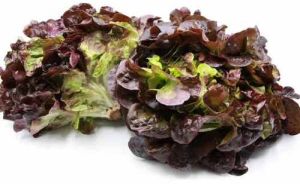 A Grade Lettuce Oak Leaf