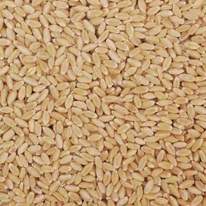 A Grade Lokwan Wheat Grain
