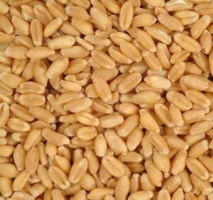 A Grade Whole Wheat Grain
