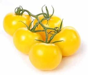 A Grade Yellow Organic Cherry Tomato