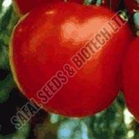 tomato seeds