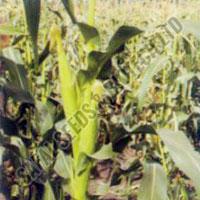 maize seeds