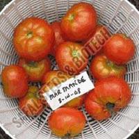 tomato seeds