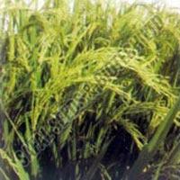 Paddy Seeds