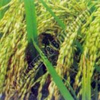 Paddy Seeds