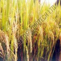 Paddy Seeds