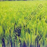 Paddy Seeds
