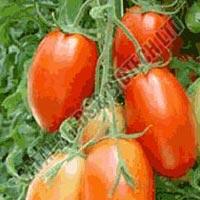 tomato seeds