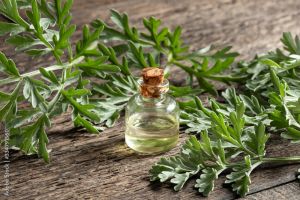 Artemisia Oil