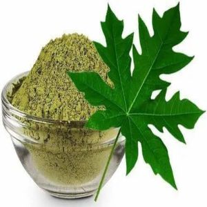 Dehydrate Papaya Leaf Powder