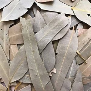 Dried Eucalyptus Leaves