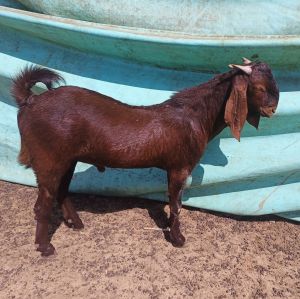 Live Ajmera Goat