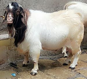 Live Boer Goat