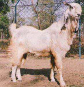 Live Jamnapari Goat