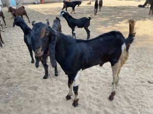 Live Karoli Kota Goat