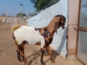 Live Totapari Goat