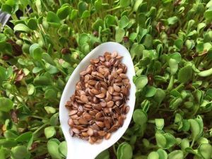 Organic Flax Microgreen