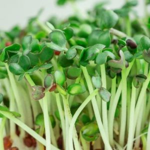 Organic Mustard Microgreen