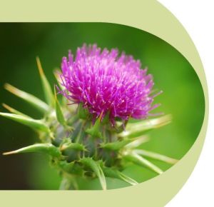 Atomy Milk Thistle