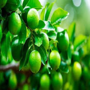Fresh Green Lemon