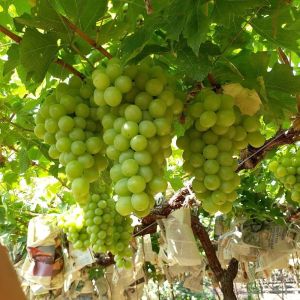 Fresh Green Thompson Grapes